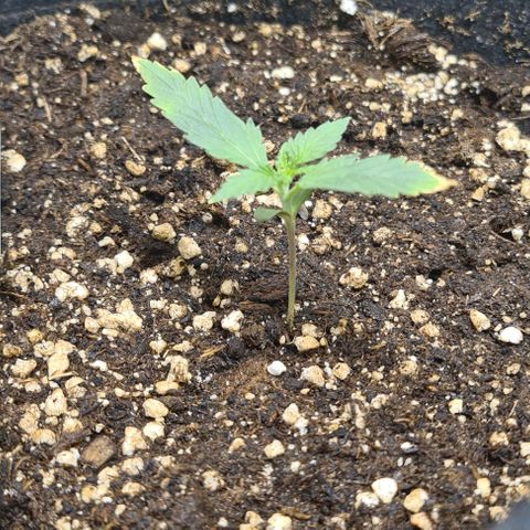 Gladiator Royal Cheese growlog timeline photo