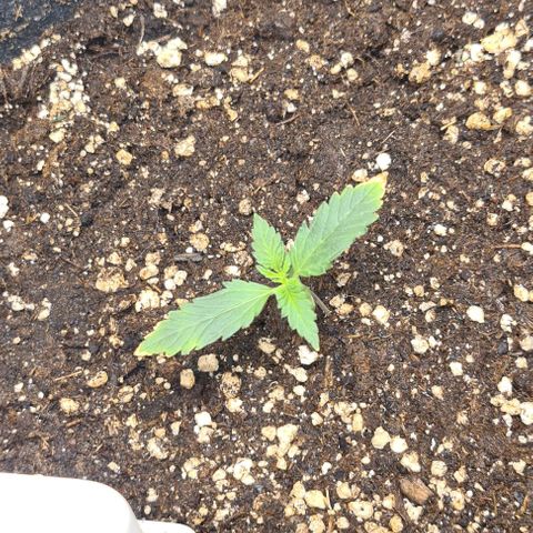 Gladiator Royal Cheese growlog timeline photo
