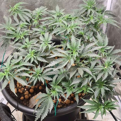 Chocolate mint og growlog timeline photo