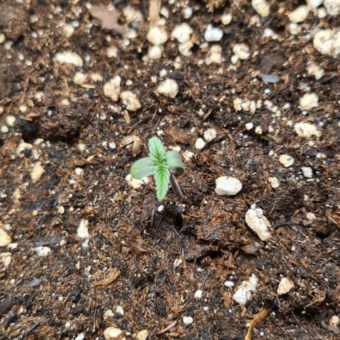 Gladiator Northern lights growlog timeline photo