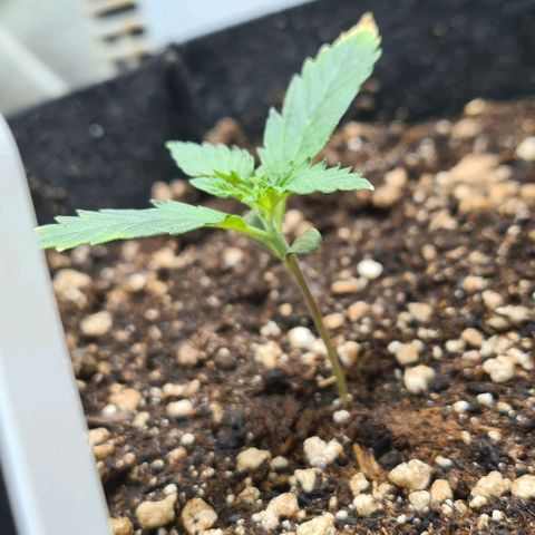 Gladiator Royal Cheese growlog timeline photo