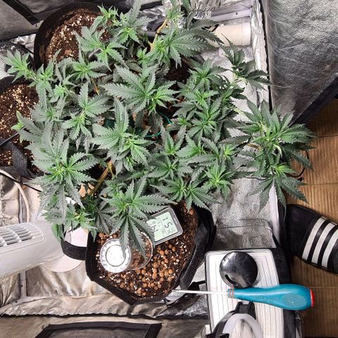 Chocolate mint og growlog timeline photo
