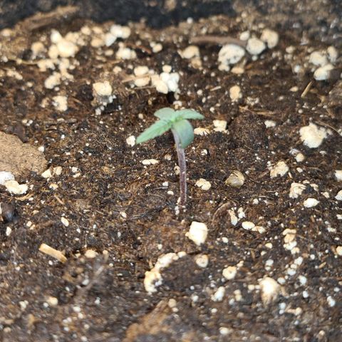 Gladiator Northern lights growlog timeline photo