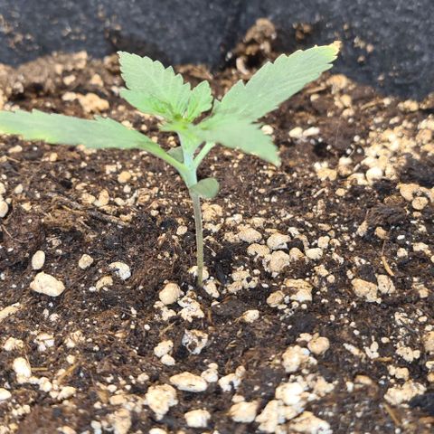 Gladiator Royal Cheese growlog timeline photo