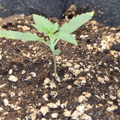 Gladiator Royal Cheese growlog timeline photo