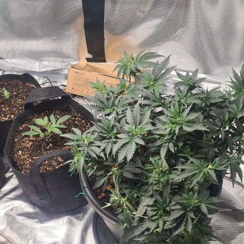 Chocolate mint og growlog timeline photo