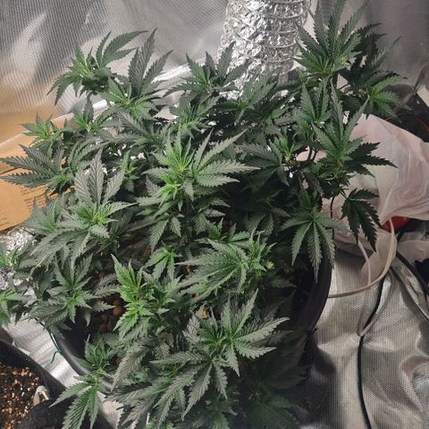 Chocolate mint og growlog timeline photo