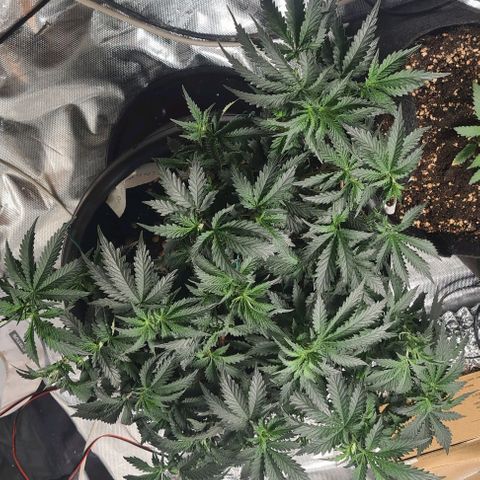 Chocolate mint og growlog timeline photo
