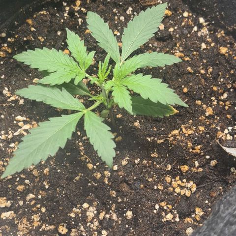 Gladiator Royal Cheese growlog timeline photo