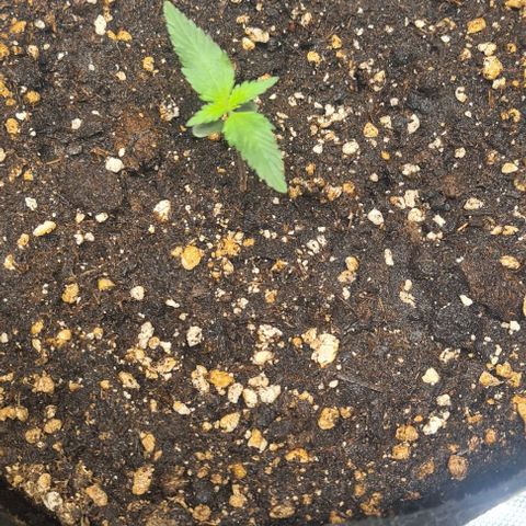 Gladiator Northern lights growlog timeline photo