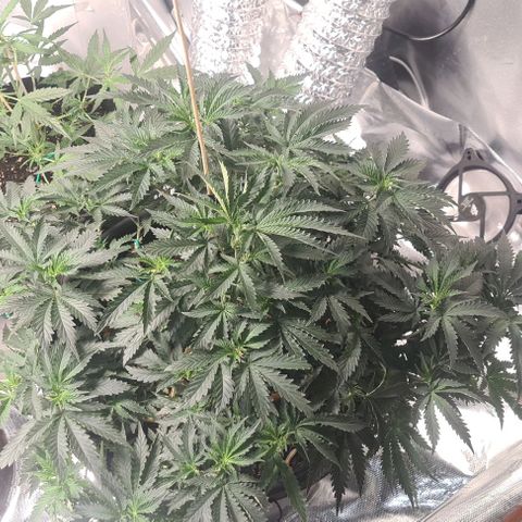Chocolate mint og growlog timeline photo