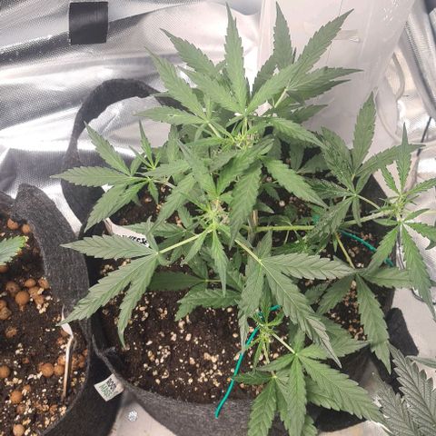 Gladiator Royal Cheese growlog timeline photo