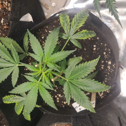 Gladiator Northern lights growlog timeline photo