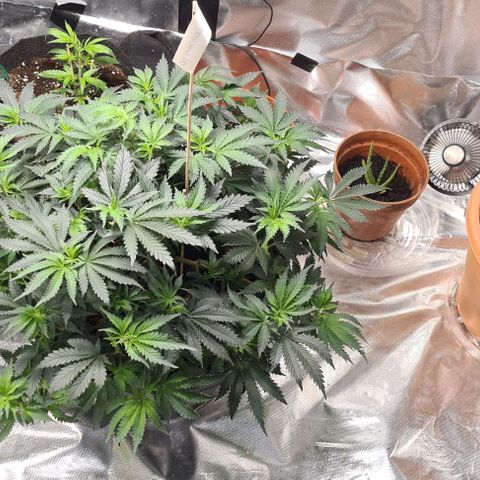 Chocolate mint og growlog timeline photo