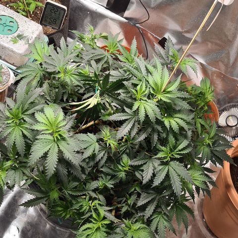 Chocolate mint og growlog timeline photo