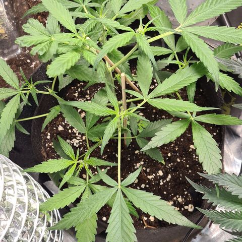 Gladiator Northern lights growlog timeline photo
