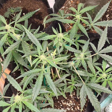 Gladiator Royal Cheese growlog timeline photo