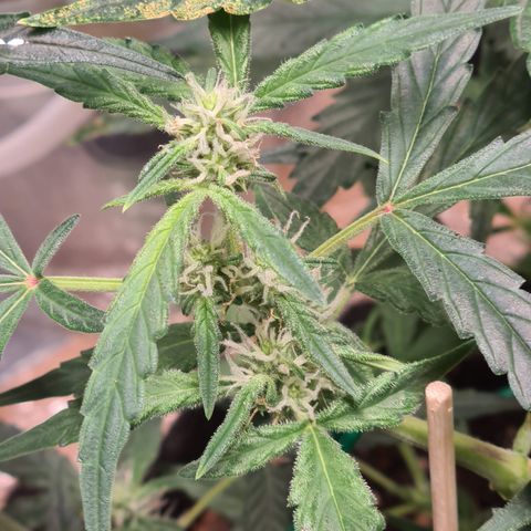 Gladiator Royal Cheese growlog timeline photo