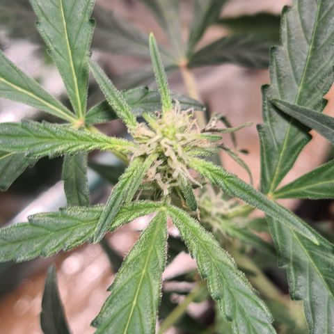 Gladiator Royal Cheese growlog timeline photo