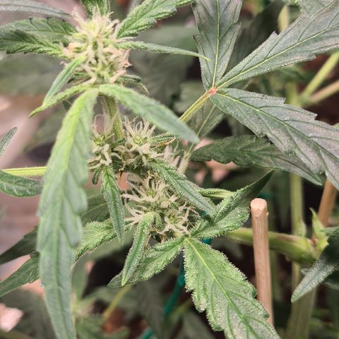 Gladiator Royal Cheese growlog timeline photo