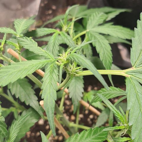 Gladiator Northern lights growlog timeline photo