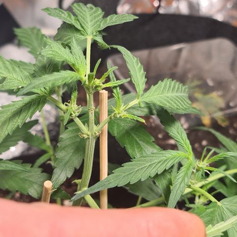 Gladiator Northern lights growlog timeline photo
