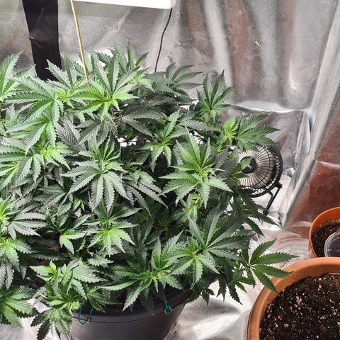 Chocolate mint og growlog timeline photo
