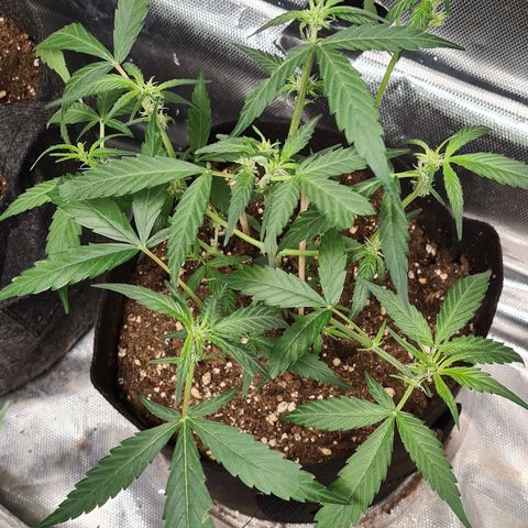 Gladiator Northern lights growlog timeline photo