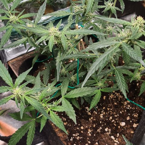 Gladiator Royal Cheese growlog timeline photo