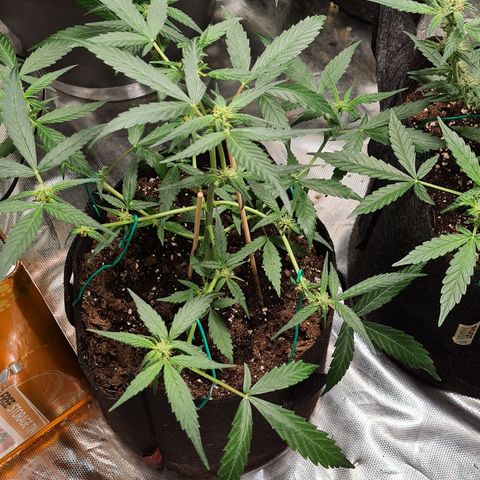 Gladiator Northern lights growlog timeline photo