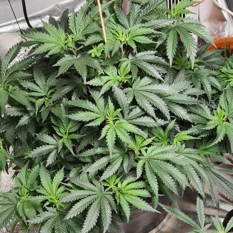 Chocolate mint og growlog timeline photo