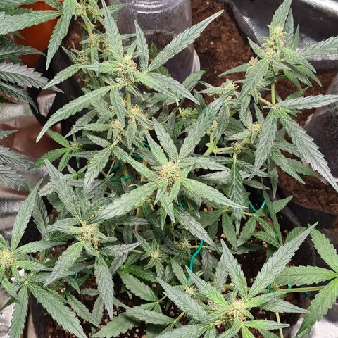 Gladiator Royal Cheese growlog timeline photo