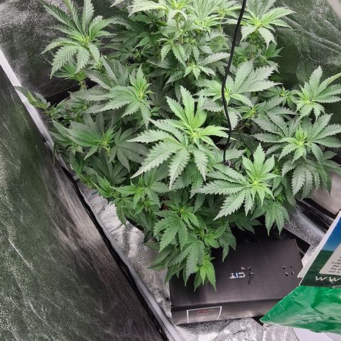 Chocolate mint og growlog timeline photo