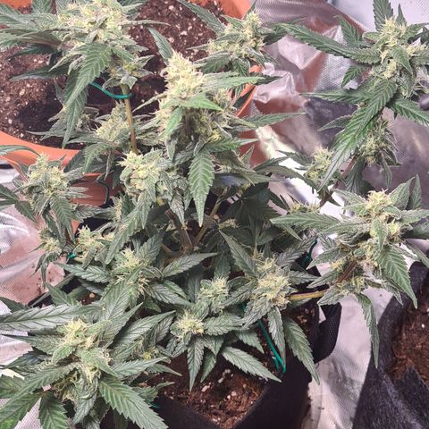 Gladiator Northern lights growlog timeline photo
