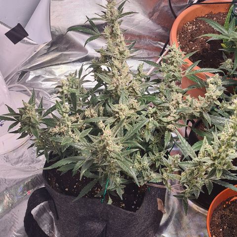 Gladiator Royal Cheese growlog timeline photo