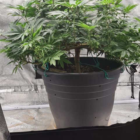 Chocolate mint og growlog timeline photo
