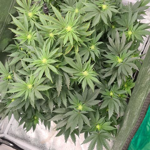 Chocolate mint og growlog timeline photo