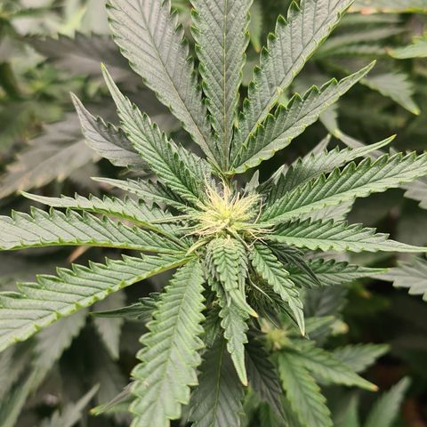 Chocolate mint og growlog timeline photo