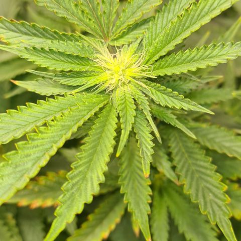 Chocolate mint og growlog timeline photo