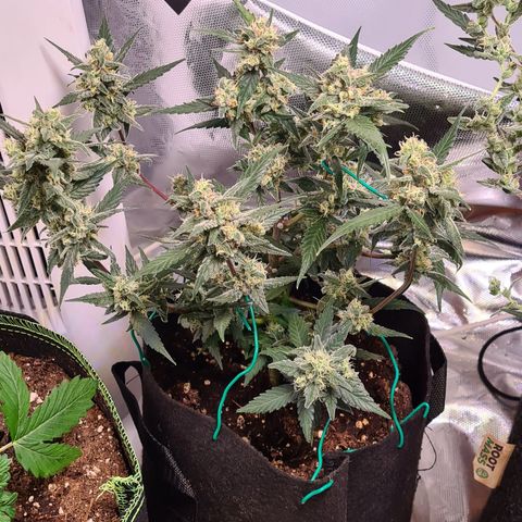 Gladiator Northern lights growlog timeline photo