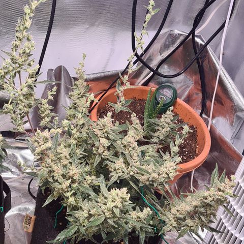 Gladiator Royal Cheese growlog timeline photo