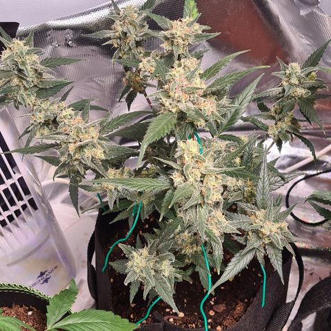 Gladiator Northern lights growlog timeline photo