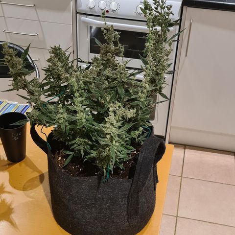 Gladiator Royal Cheese growlog timeline photo