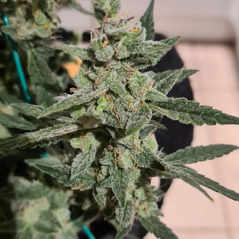 Gladiator Royal Cheese growlog timeline photo