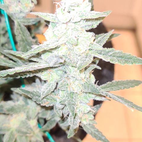 Gladiator Royal Cheese growlog timeline photo