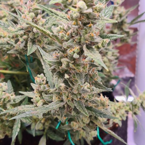Gladiator Royal Cheese growlog timeline photo