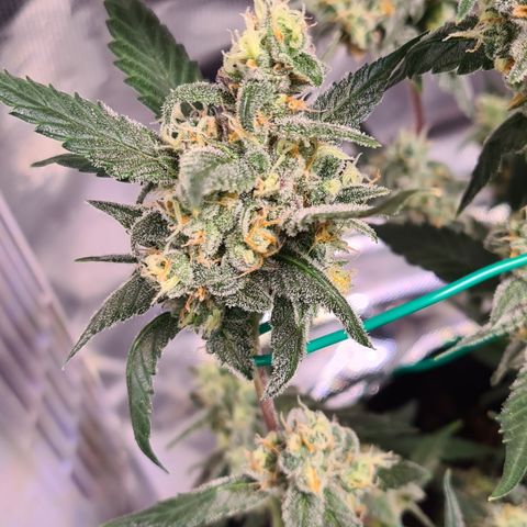 Gladiator Royal Cheese growlog timeline photo