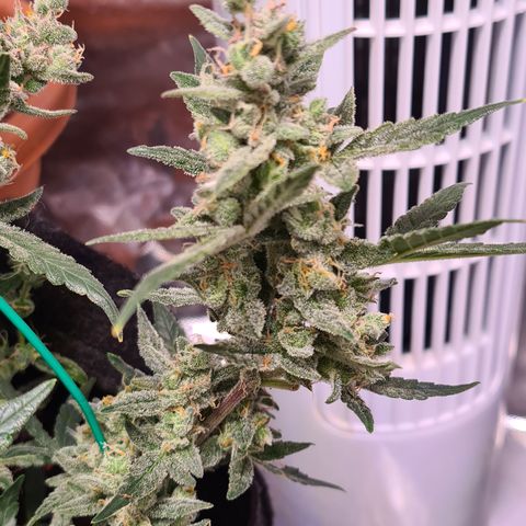 Gladiator Royal Cheese growlog timeline photo