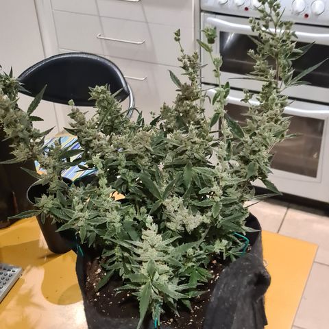 Gladiator Royal Cheese growlog timeline photo