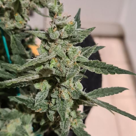 Gladiator Royal Cheese growlog timeline photo